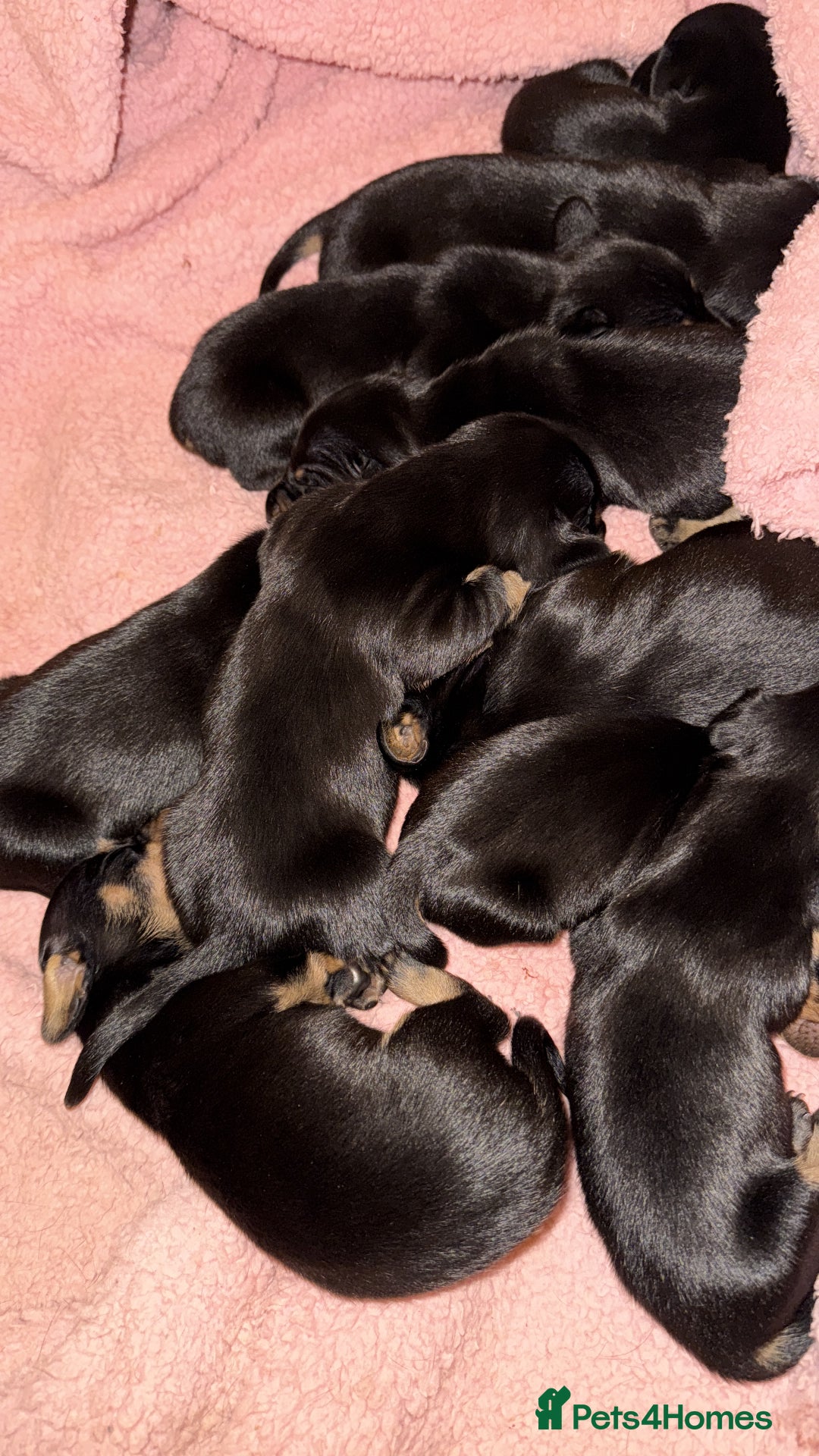 Dachshund dogs for sale: Dachshund for sale  - Advert 6