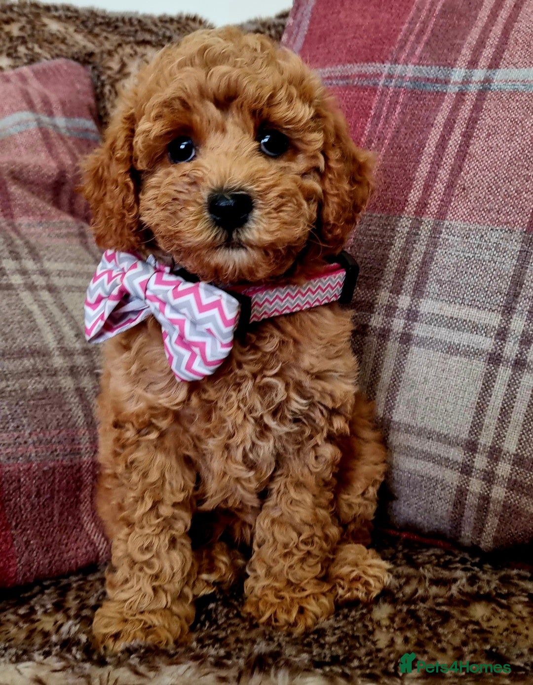 Maltipoo dogs 🐶 Adorable Maltipoos,Ready for new homes 🏡  - Advert 17