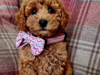 Maltipoo dogs 🐶 Adorable Maltipoos,Ready for new homes 🏡 - Advert 17