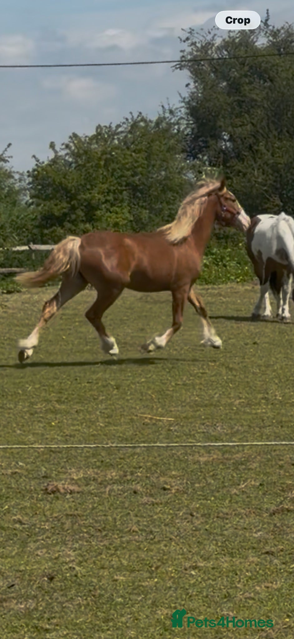 Welsh Section D horses Beautiful chestnut filly  - Advert 8