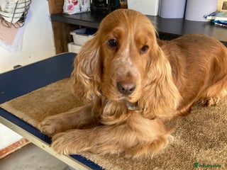 Cocker Spaniel dogs in Maidstone - Advert 6