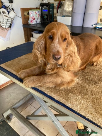 Cocker Spaniel dogs for stud in Maidstone - Advert 1