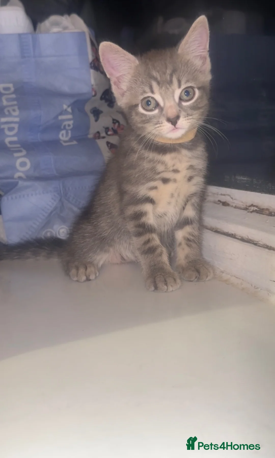 Mixed Breed cats for sale: 5 Beautiful Kittens Looking for Their Forever Home in London - Advert 7