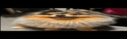 Pomeranian dogs for sale: Small pedigree puppies - Advert 27