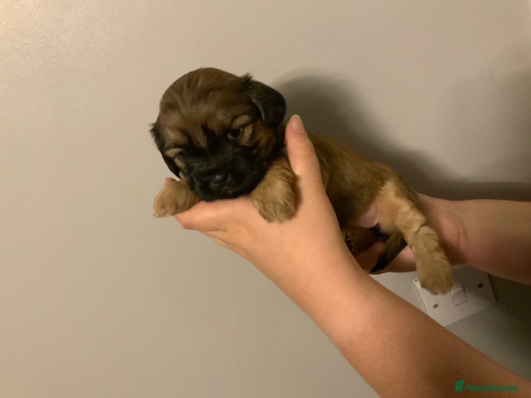 Cava Tzu dogs for sale: Gorgeous F1 Cava Ztu puppies - Image 4