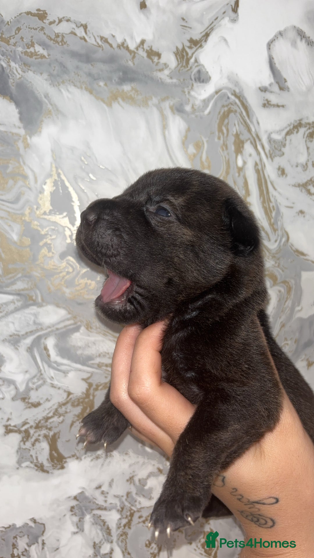 Mixed Breed dogs for sale: Shar-pei puppies  - Image 20