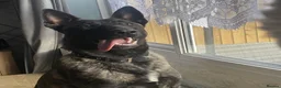 Mixed Breed dogs for sale: 3 girls left  - Advert 10