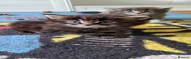 Siberian Kitten 1