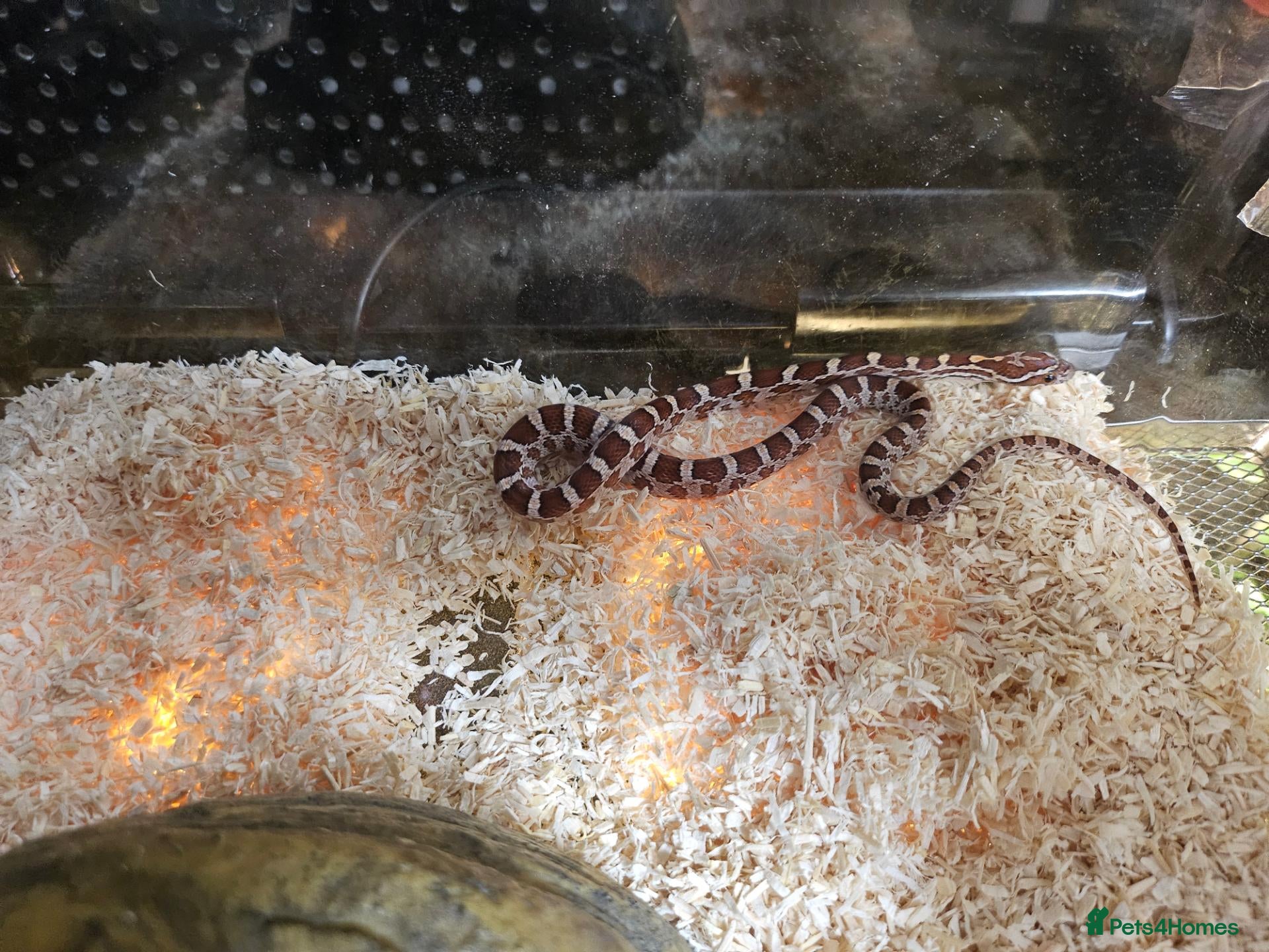 Snake reptiles 100% het scaleless cornsnake baby for sale  - Advert 11