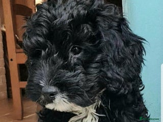 Sproodle dogs SPROODLE PUPS, (Min. Sproodle/Toy Poodle) F1b - Advert 13