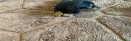 Miniature Dachshund dogs for sale: 2 Black and Tan girls  - Advert 9