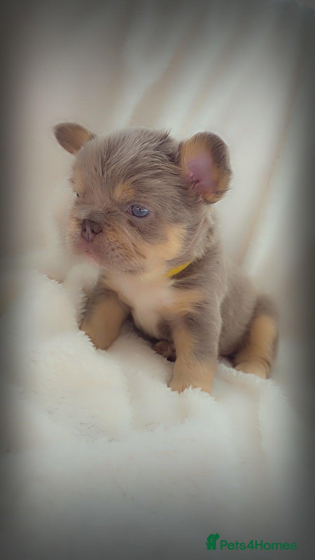 French Bulldog dogs for sale:  🐾READY FOR NEW HOMES NOW Isabella&Tan Boys🏡🐾 - Image 13
