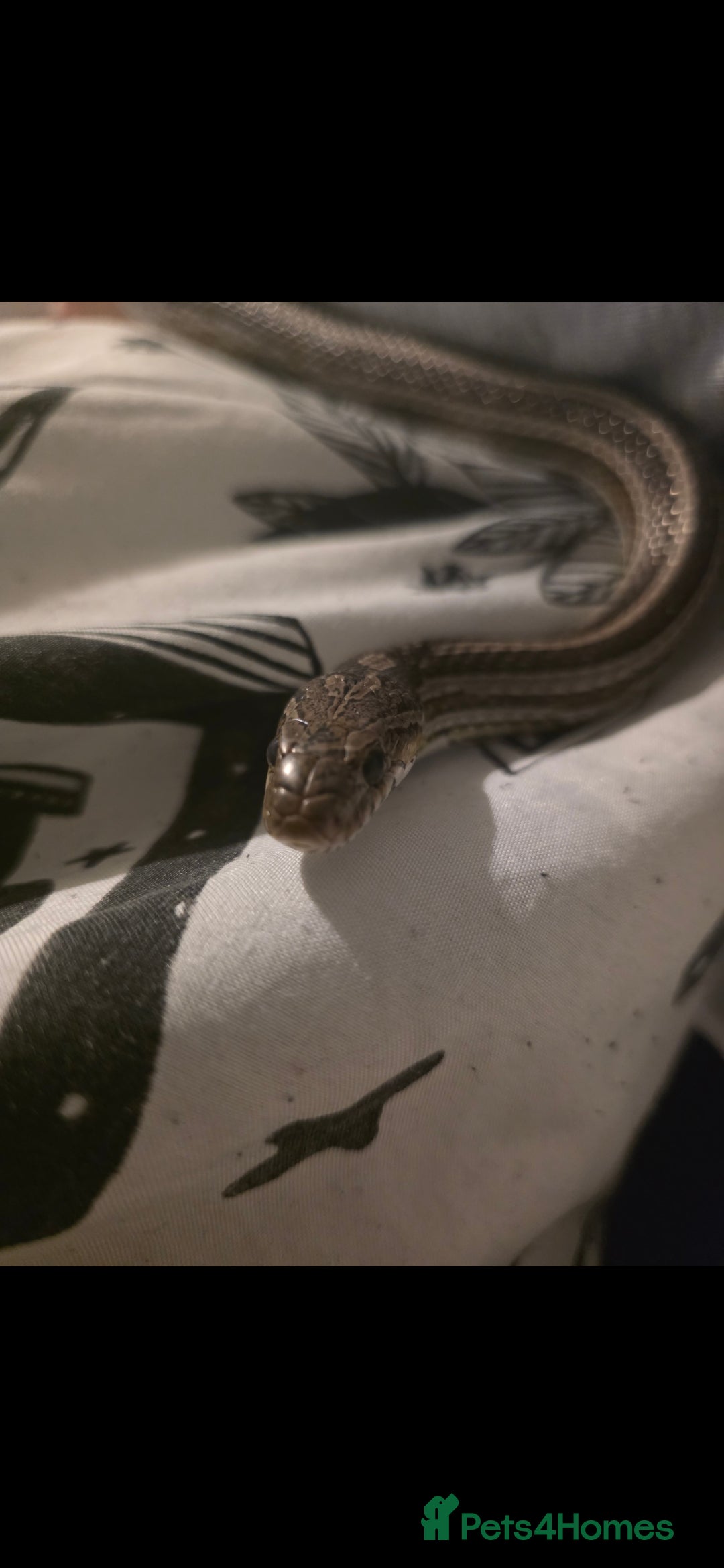 Corn Snake reptiles for sale: Tessera Corn Snake Looking for home  - Advert 4