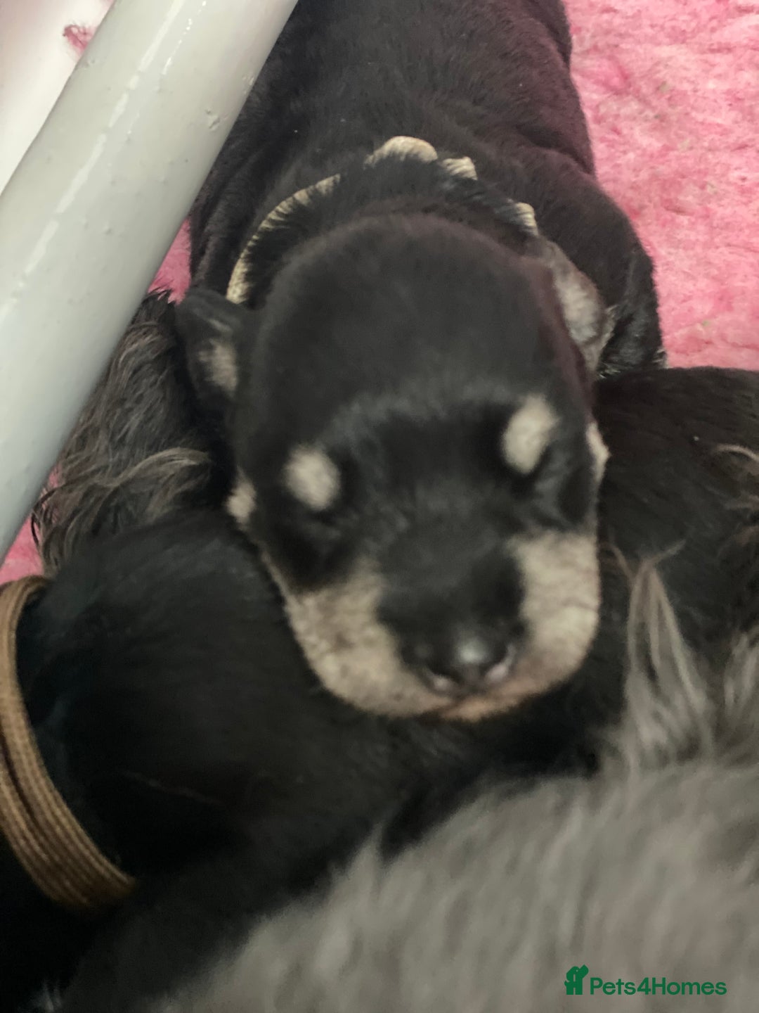 Miniature Schnauzer dogs for sale: 5*KC MINIATURE SCHNAUZER PUPPIES  - Advert 9