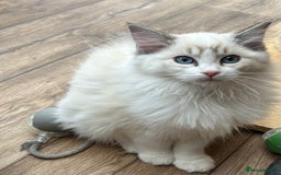 Ragdoll cats for sale: Seal lynx boy. GCCF reg. champion lines - Image 13