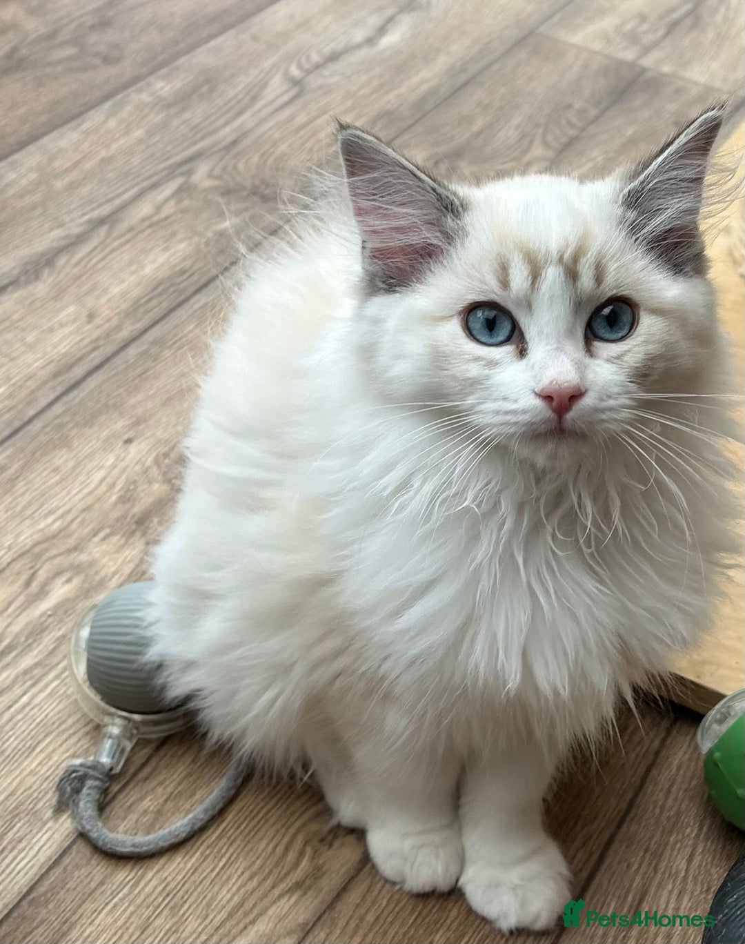 Ragdoll cats for sale: Seal lynx boy. GCCF reg. champion lines - Image 13