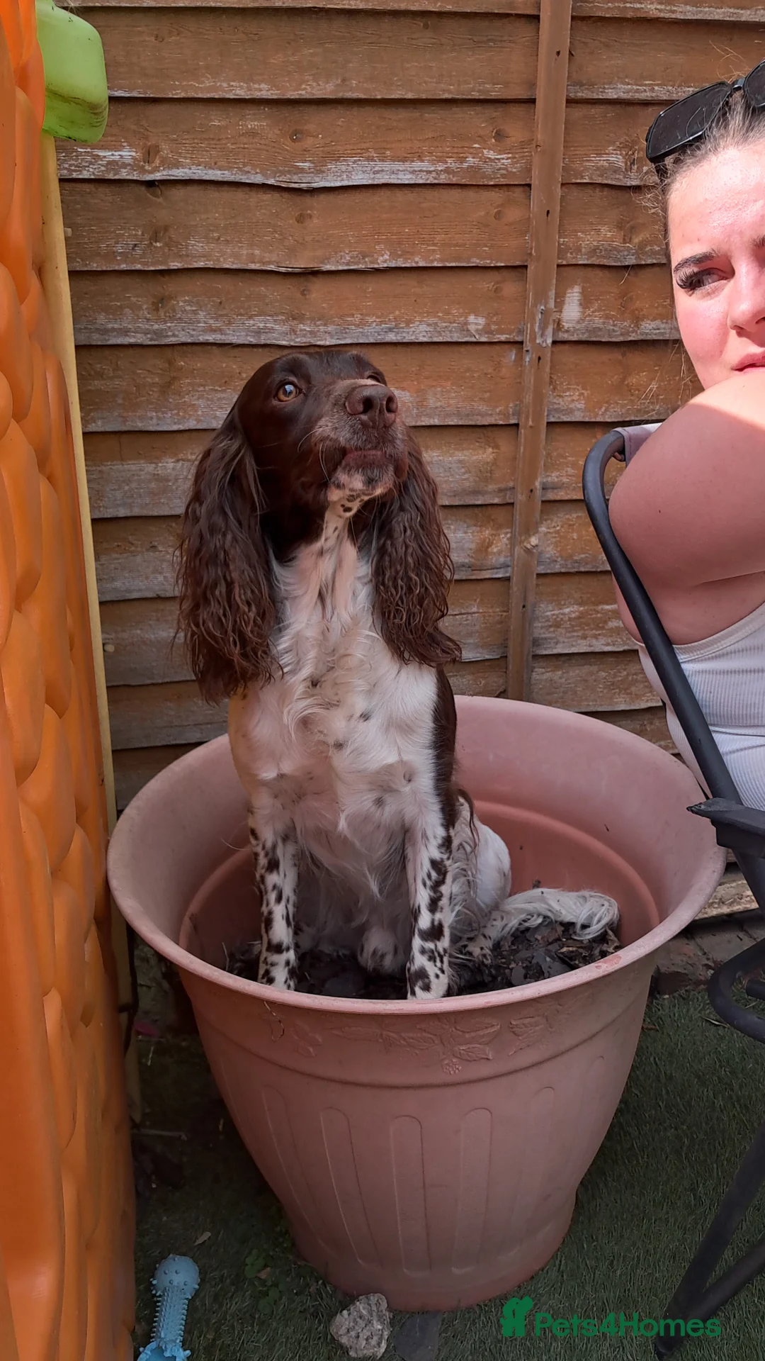 English Springer Spaniel dogs for sale: Stunning, English springer spaniels  - Advert 2