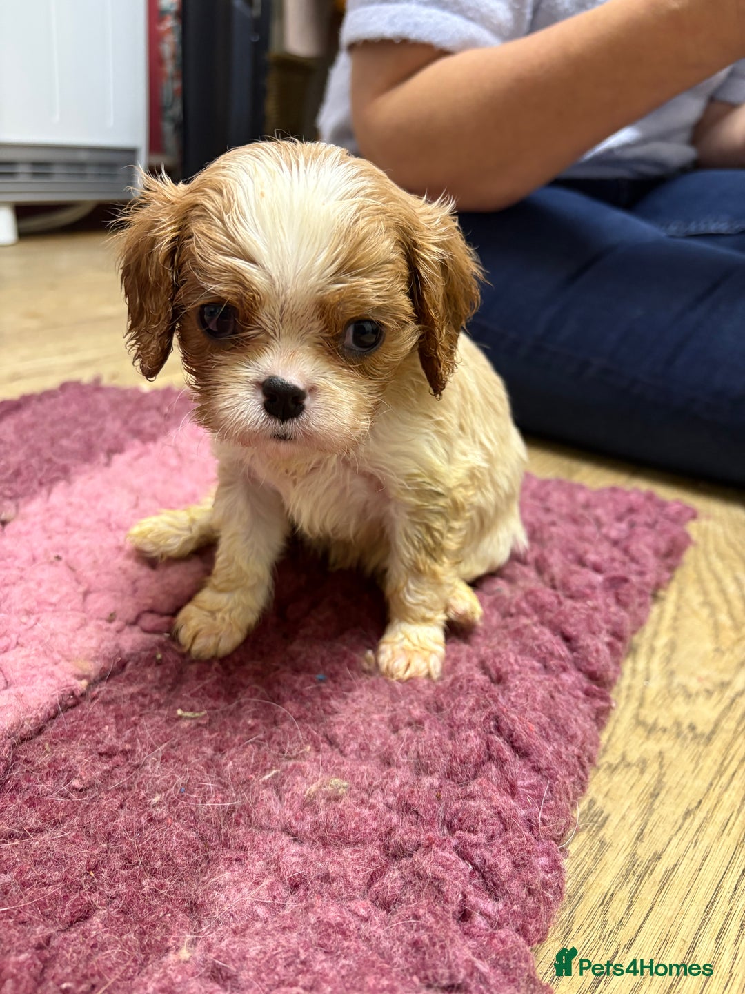 Cavalier King Charles Spaniel dogs for sale: Specialist Health Tested Cavalier King Charles  - Advert 20