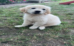 Golden Retriever dogs for sale: Beautiful litter of golden retriever puppies - Image 2