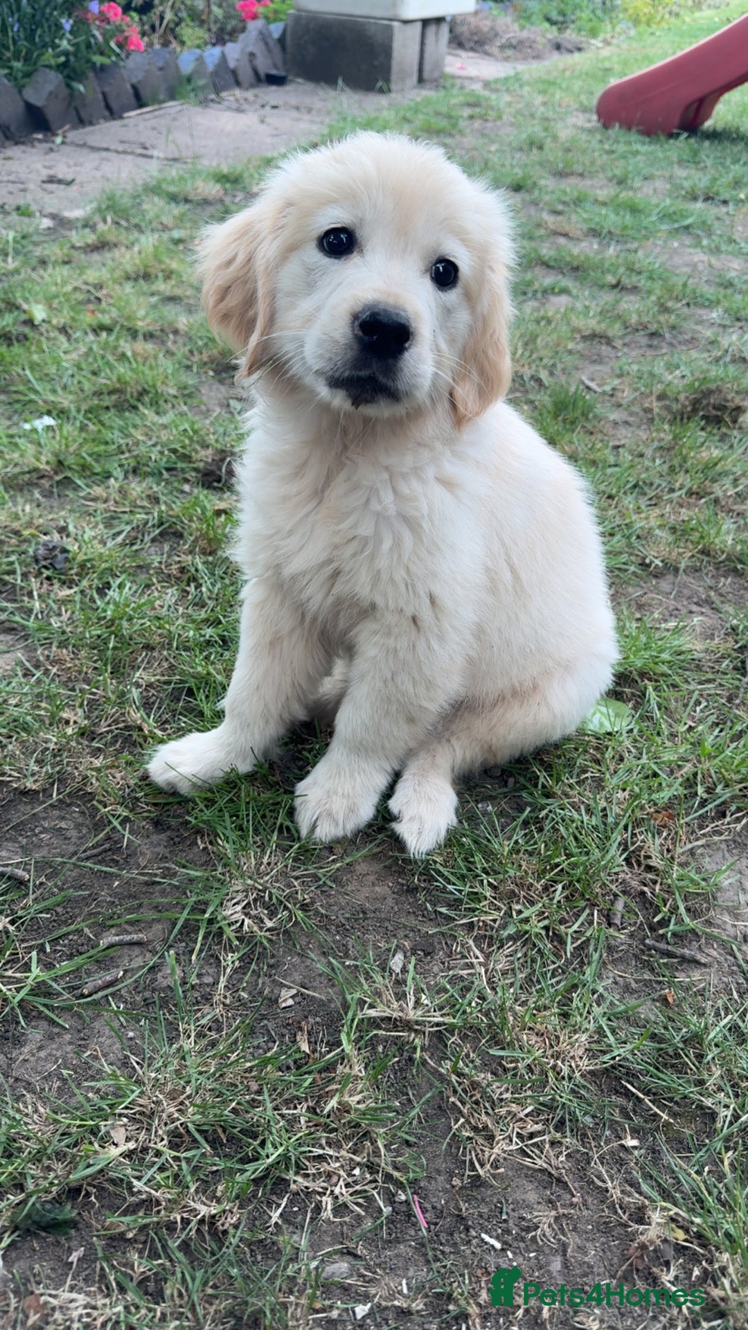 Golden Retriever dogs for sale: Beautiful litter of golden retriever puppies - Image 2