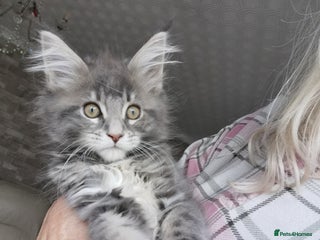 Maine Coon cats Full pedigree Maine Coon kittens for sale - Advert 3