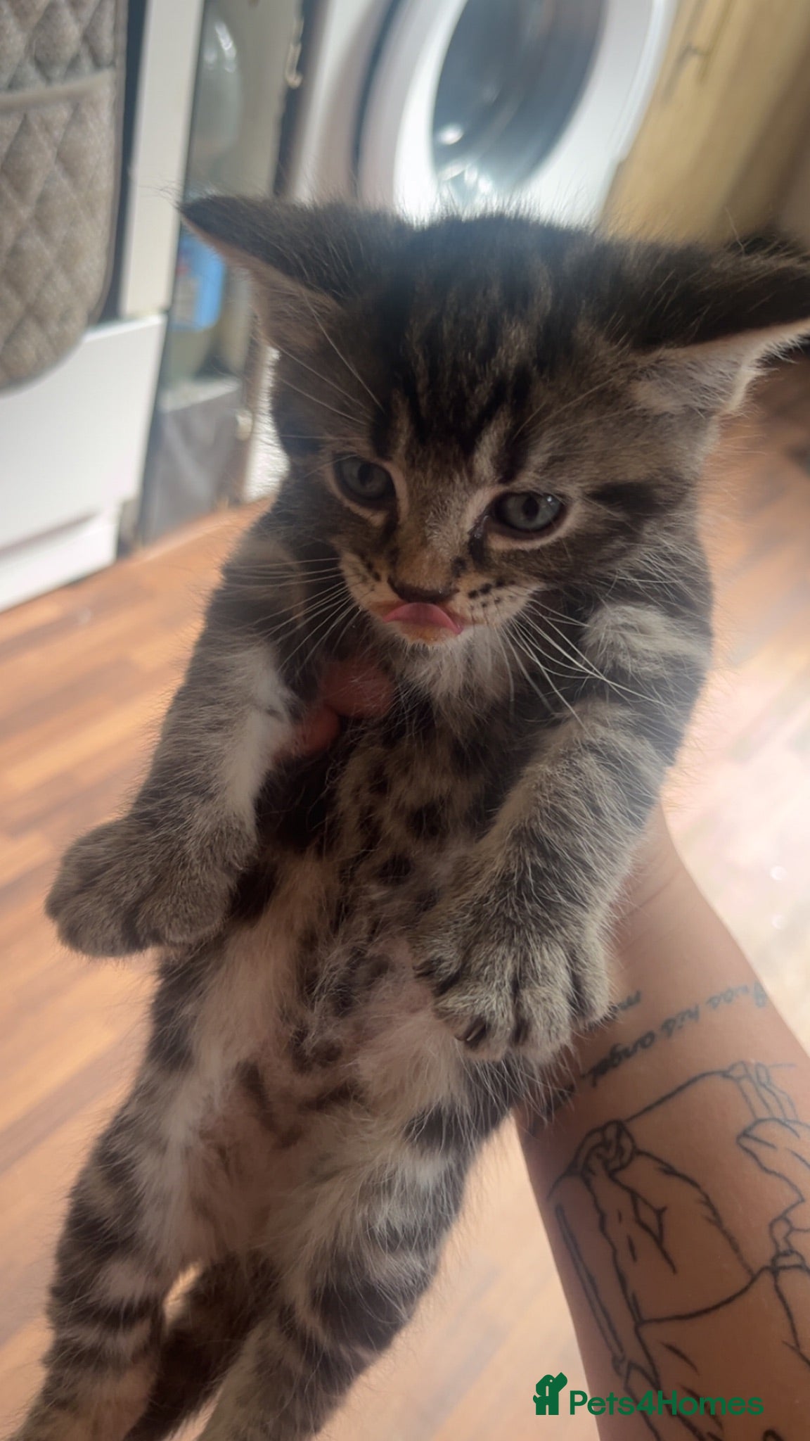 Domestic Shorthair cats Tabby kitten  - Advert 2