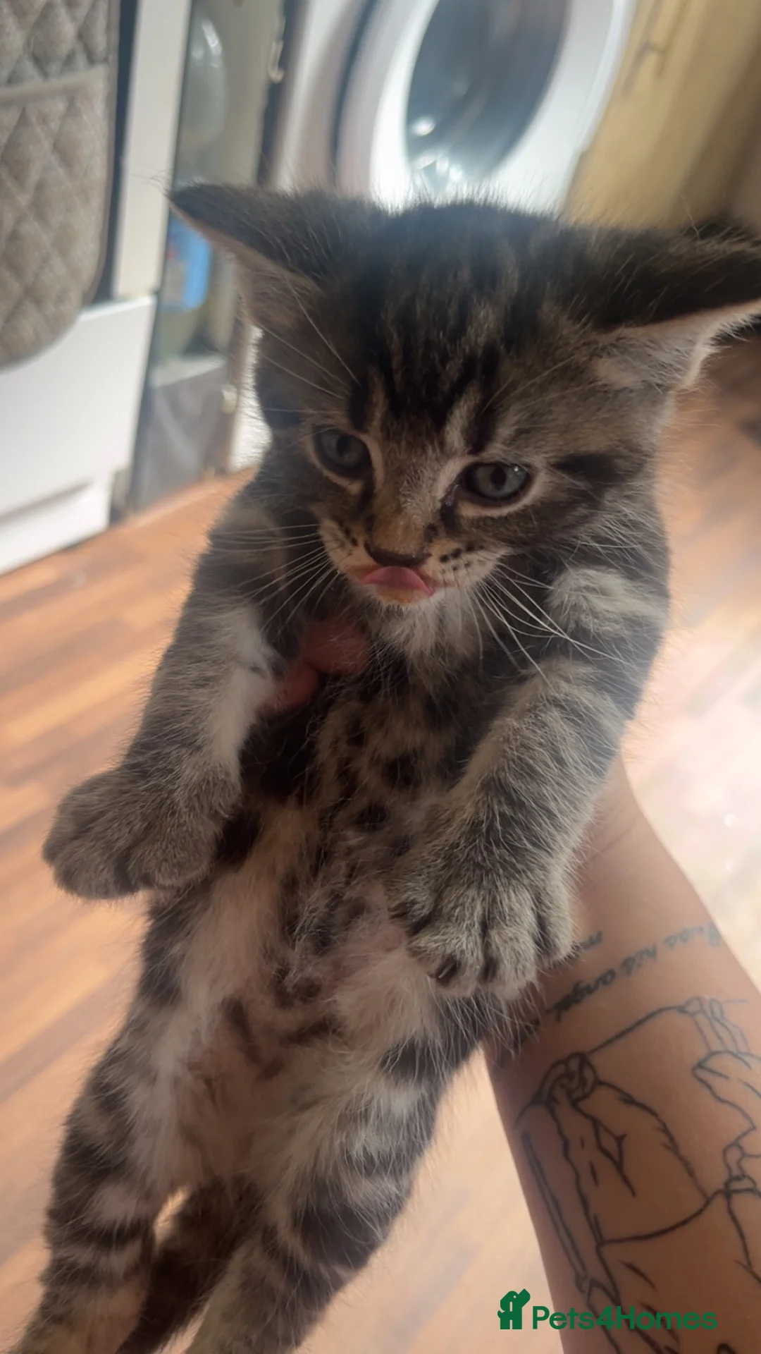 Domestic Shorthair cats for sale: Tabby kitten  in Barnsley - Advert 1