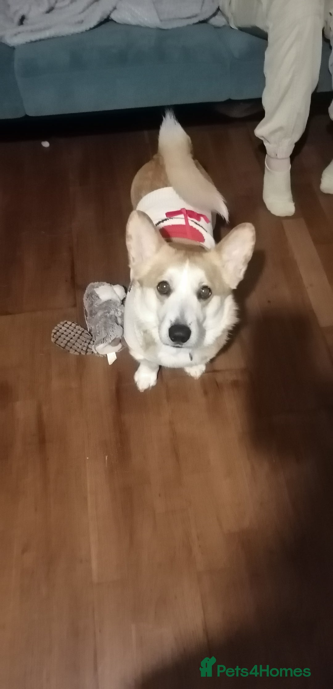 Welsh Corgi Cardigan dogs for sale: Adult Corgi - Advert 3