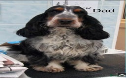 Cocker Spaniel dogs for sale: KC Registered Show Cocker Spaniel Puppies  - Image 14
