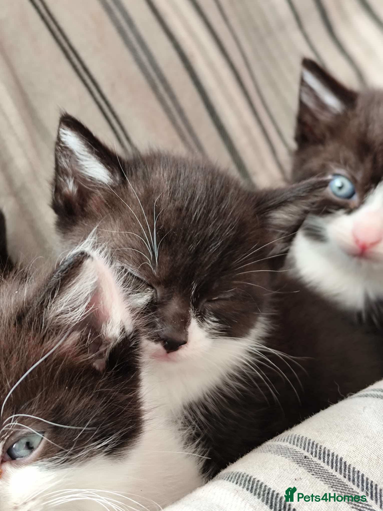 Mixed Breed cats Gorgeous Kittens ready now  - Advert 2