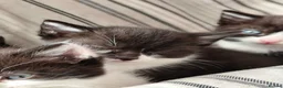 Mixed Breed cats for sale: Gorgeous Kittens ready now  in Bootle - Advert 1