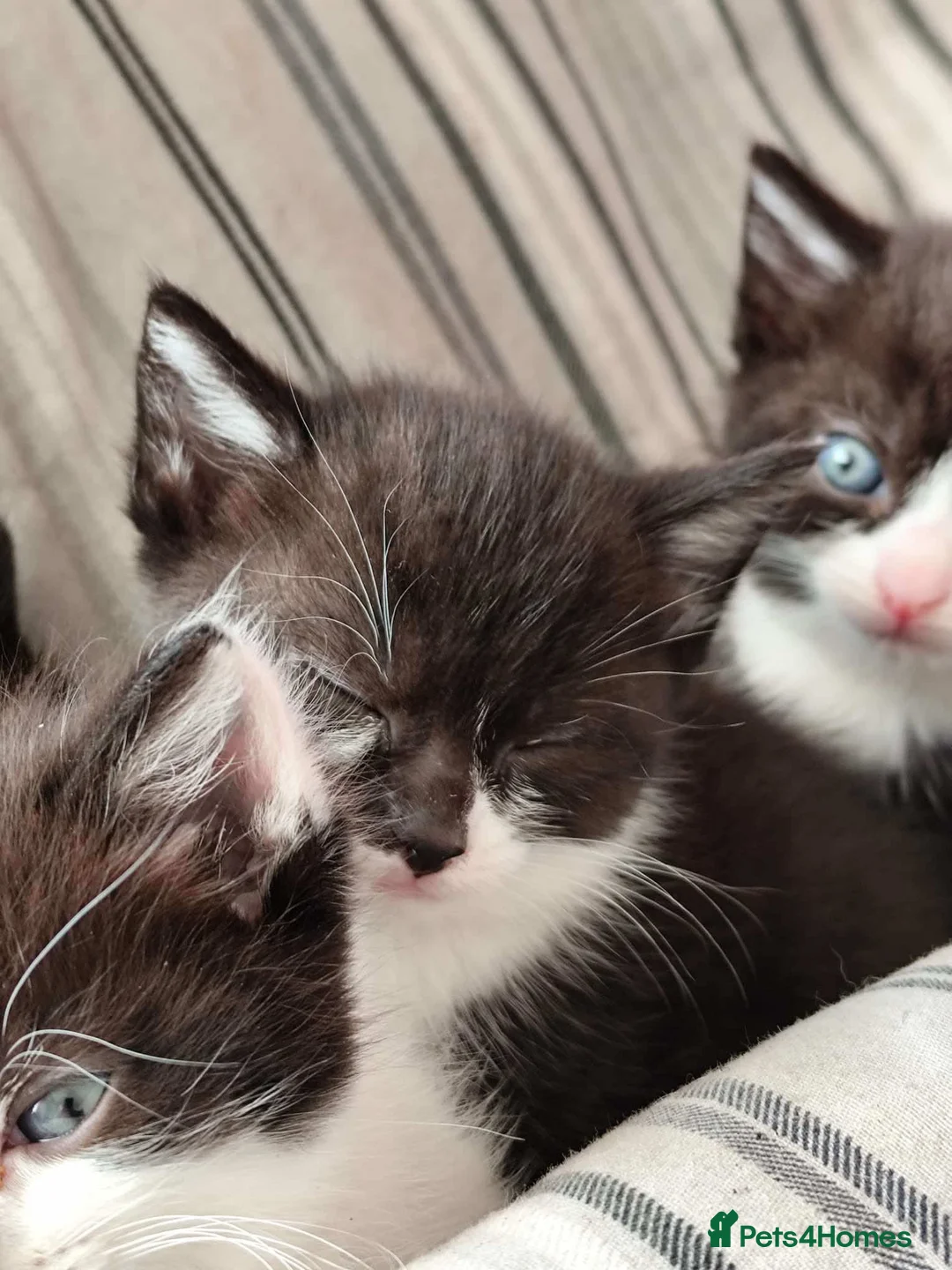 Mixed Breed cats for sale: Gorgeous Kittens ready now  in Bootle - Advert 1