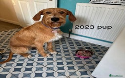 Mixed Breed dogs for sale: lurcher x Vizsla  - Image 17