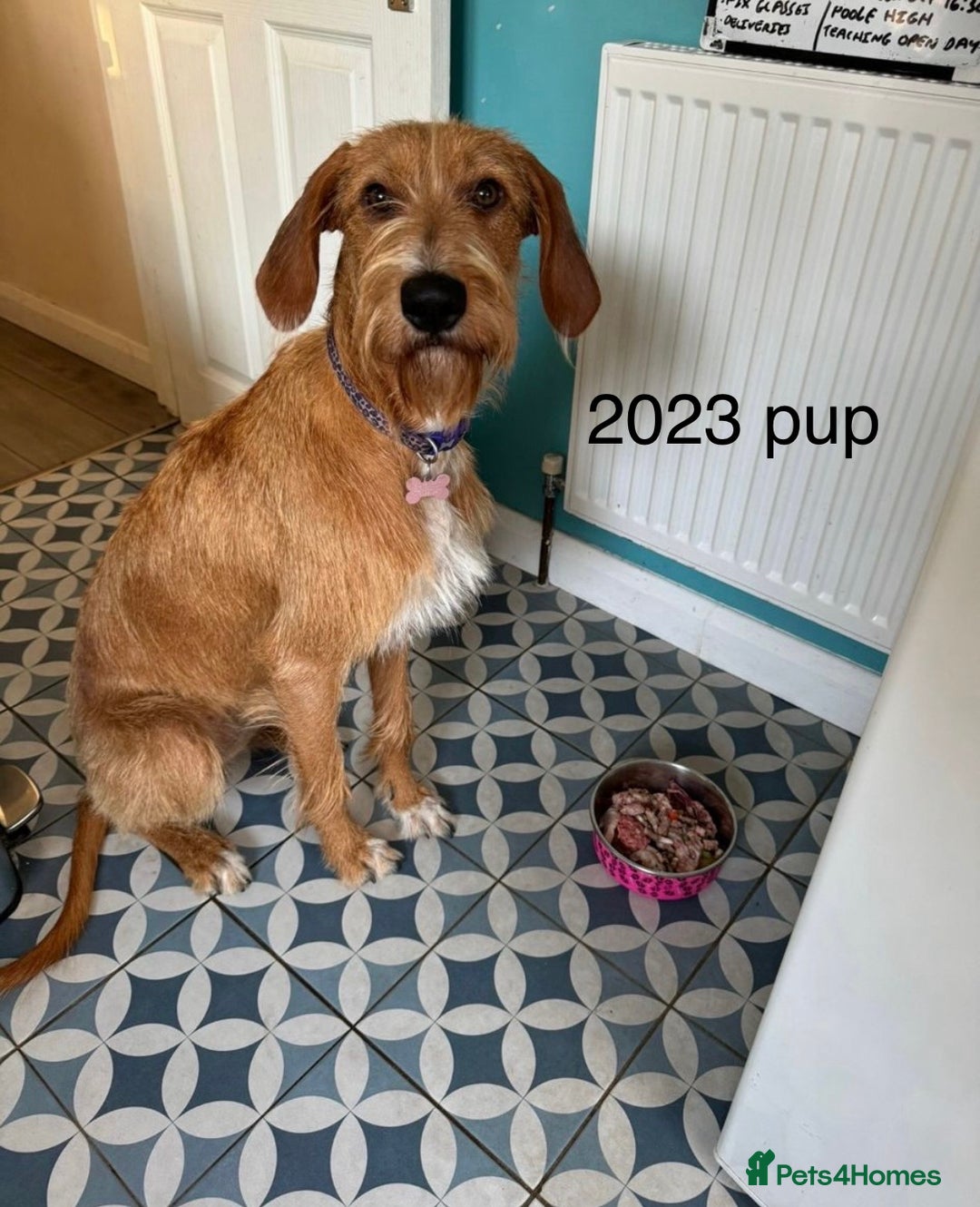 Mixed Breed dogs for sale: lurcher x Vizsla  - Image 17