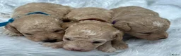 Cavapoo dogs for sale: Outstanding F1B Cavapoo Puppies  - Advert 18