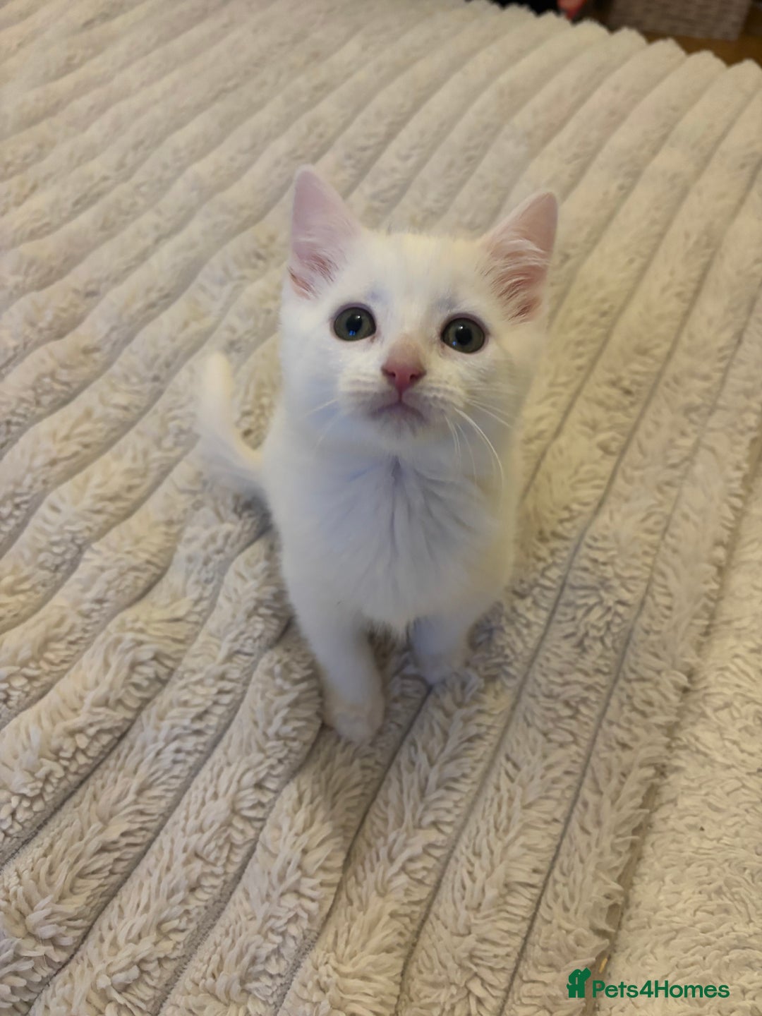 Turkish Angora cats for sale: Adorable Turkish Angora Kittens – Ready Now 🐾 - Advert 3