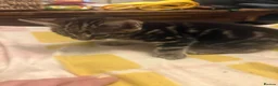 Mixed Breed cats for sale: Mixed breed kittens  - Advert 6