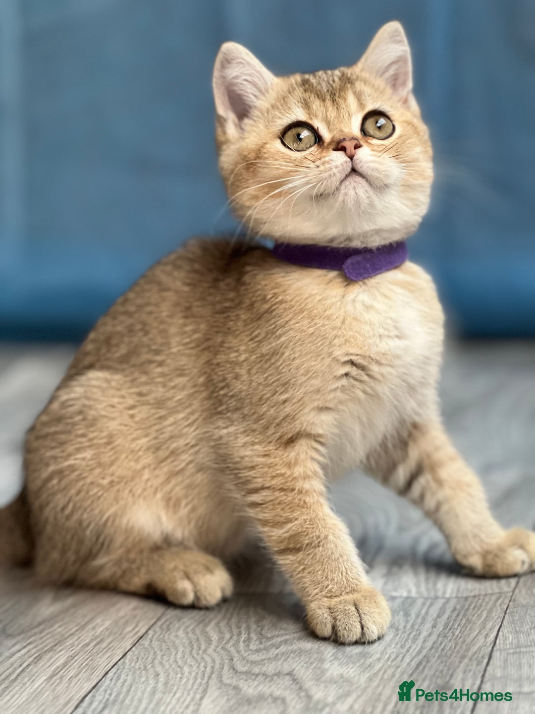 British Shorthair cats for sale: British shorthair golden, silver TICA - Image 6