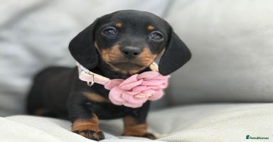 Miniature Dachshund dogs - Advert 9