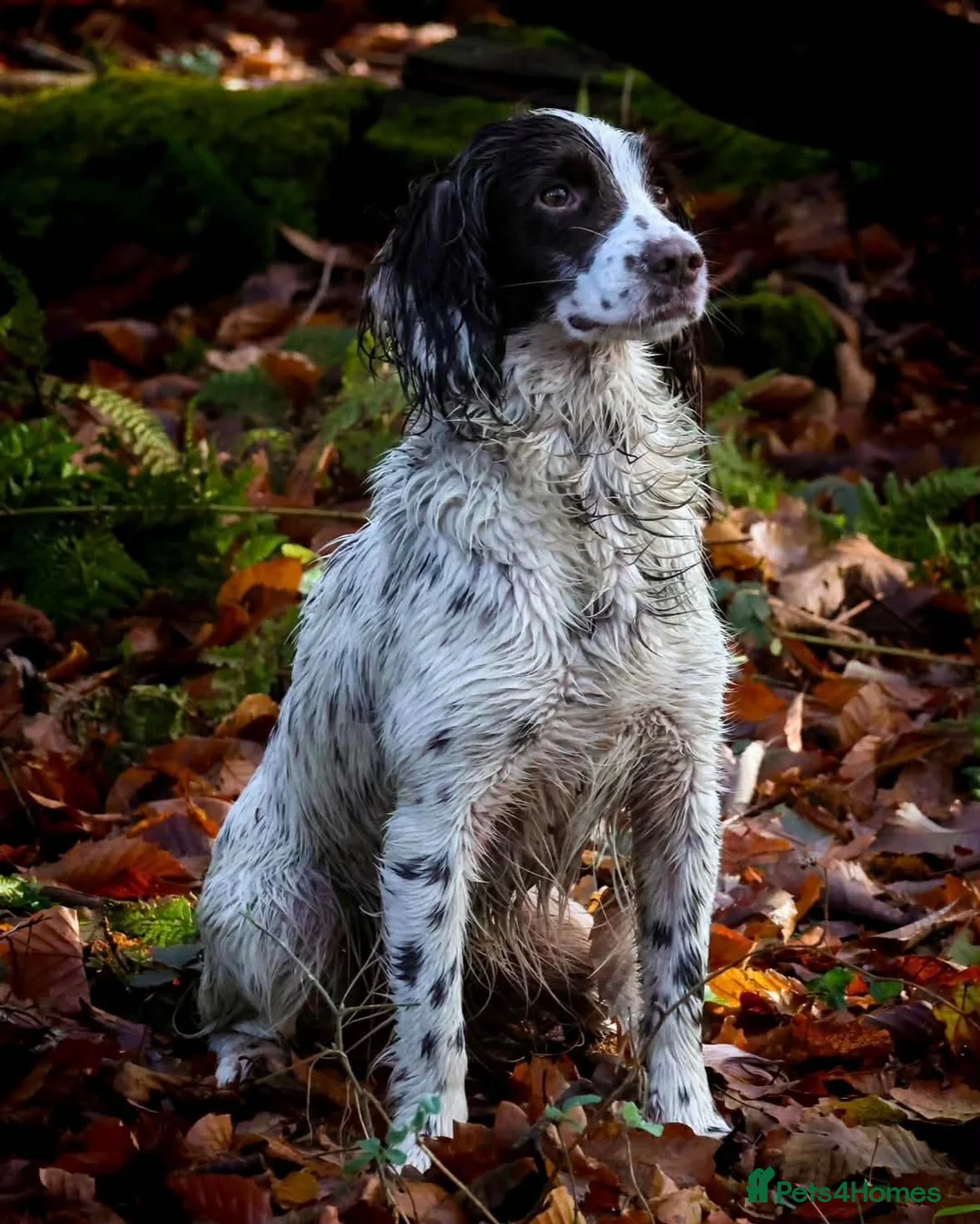 Sprocker dogs for sale: Sprocker pups  - Advert 1