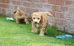 Cockapoo dogs for sale: Beautiful Cockapoo puppies for sale - Image 9