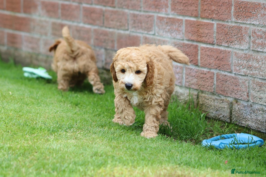 Cockapoo dogs for sale: Beautiful Cockapoo puppies for sale - Image 9