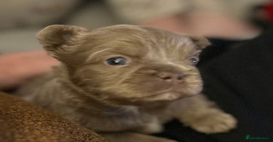 French Bulldog dogs Amazing Fluffy French bulldogs  - Advert 9