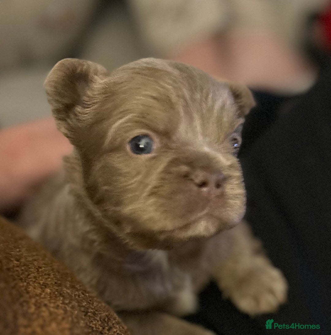 French Bulldog dogs for sale: Amazing Fluffy French bulldogs  - Advert 3