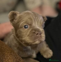 French Bulldog dogs Amazing Fluffy French bulldogs - Advert 3