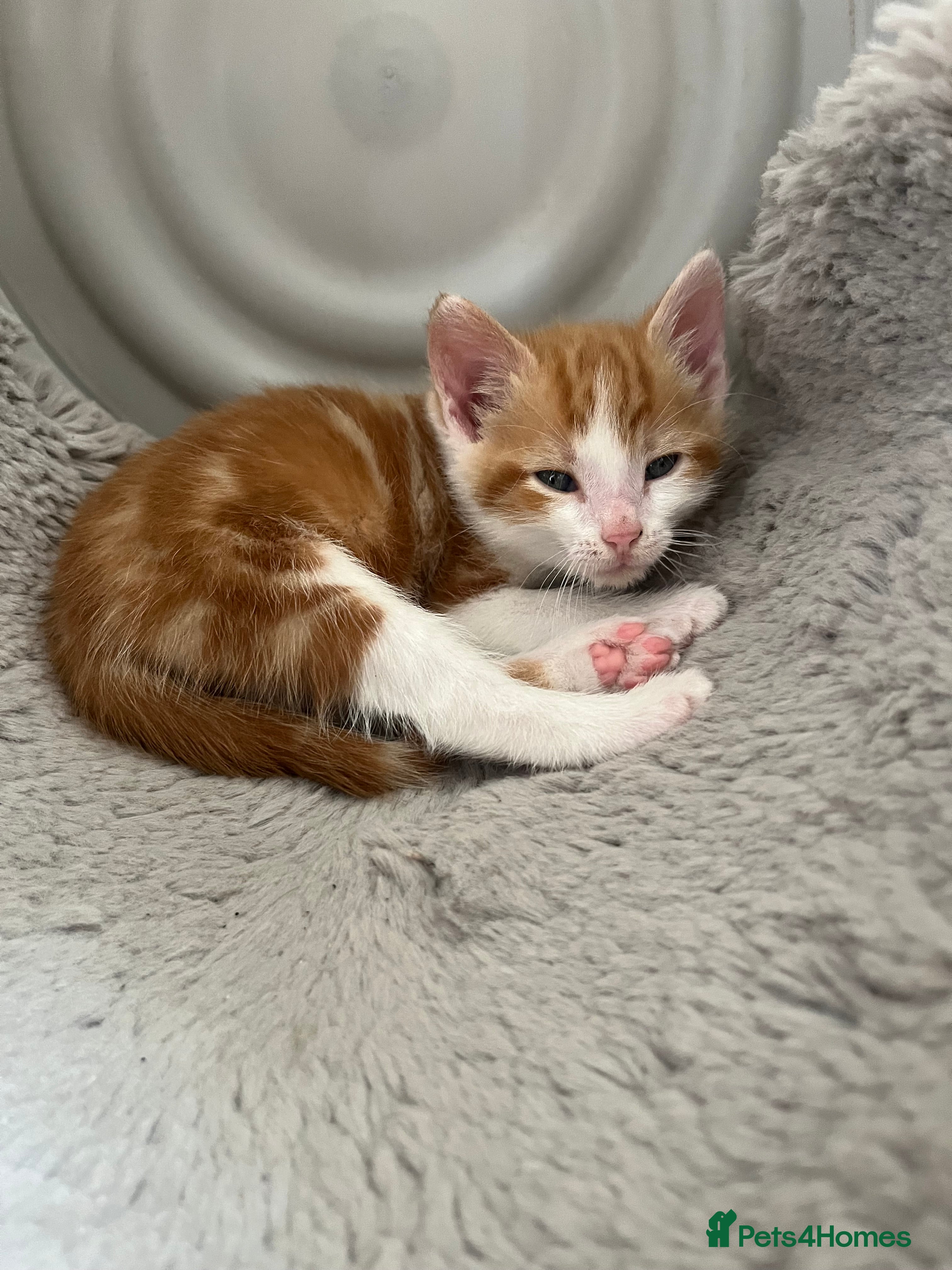 Mixed Breed cats for sale: 6 friendly and playful kittens - Advert 22