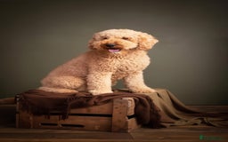 Double Doodle dogs for sale: Beautiful Double Doodle Puppies - Image 18