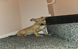 English Bull Terrier dogs for sale: English Bull Terrier Puppies  - Image 2