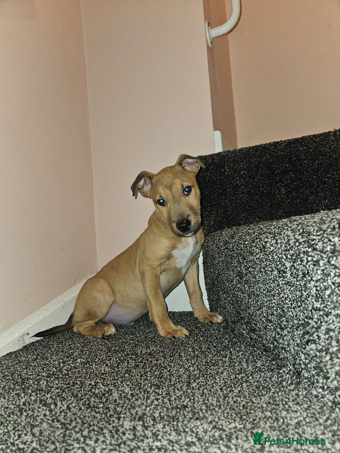 English Bull Terrier dogs for sale: English Bull Terrier Puppies  - Image 2