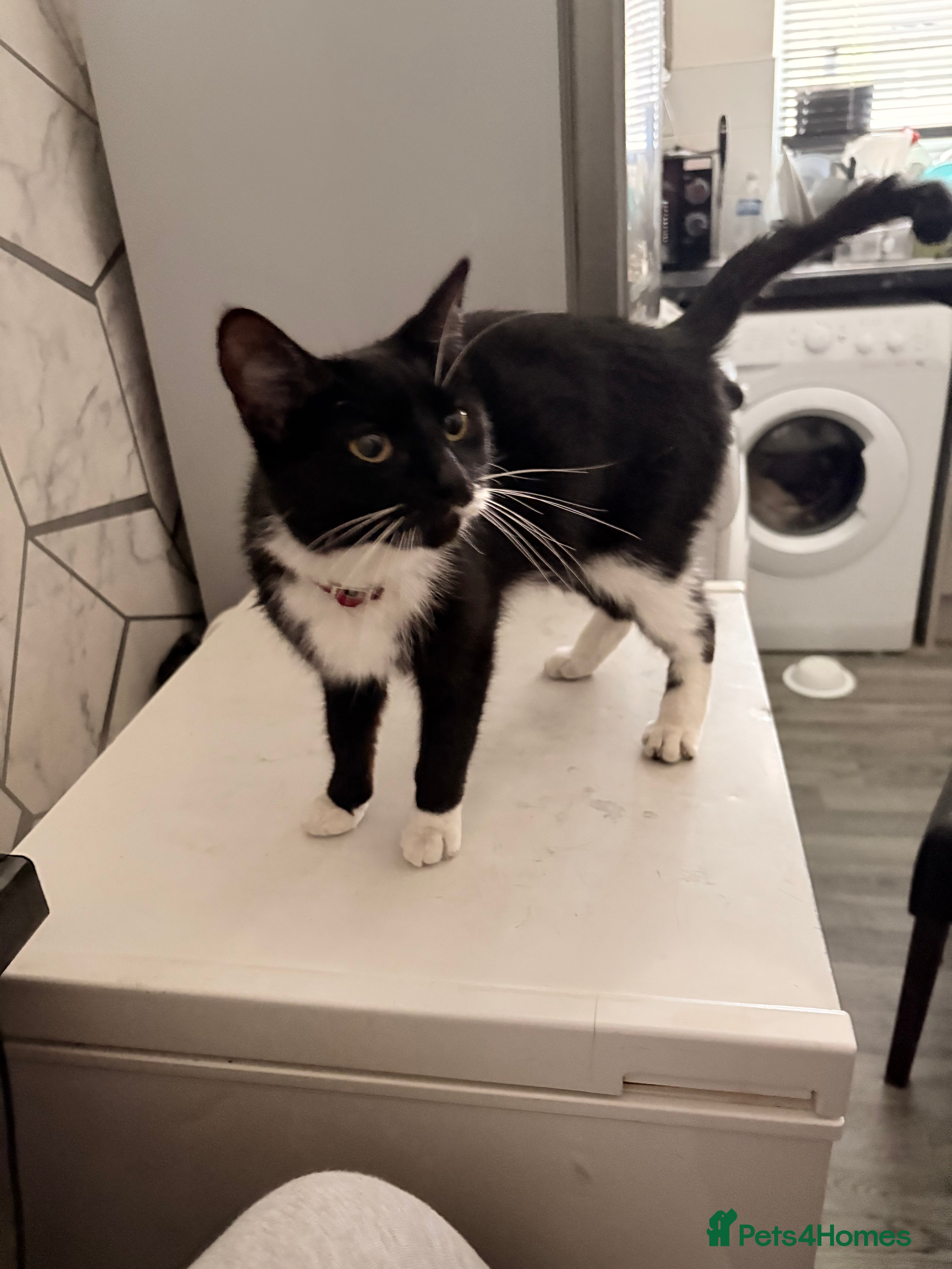 Domestic Shorthair cats Female cat  - Advert 18